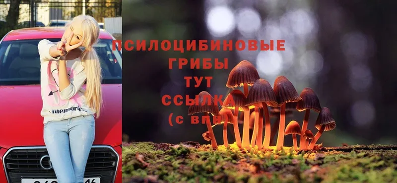 закладка  Можайск  Галлюциногенные грибы MAGIC MUSHROOMS 